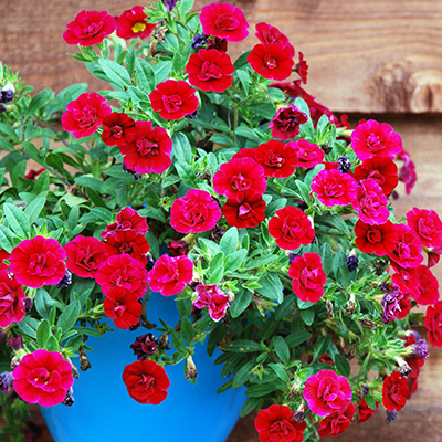 mini-petunia (Calibrachoa-cultivars-Calita<sup>®</sup>-Double-Cherry)