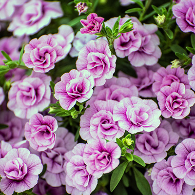 mini-petunia (Calibrachoa-cultivars-Calita®-Double-Pink)