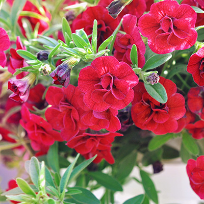 mini-petunia (Calibrachoa-cultivars-Calita®-Double-Red)