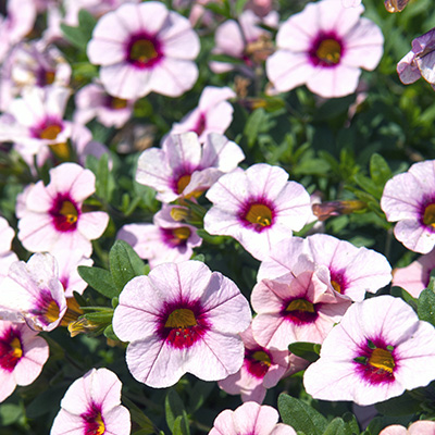 mini-petunia (Calibrachoa-cultivars-Calita®-Pink-Morn)