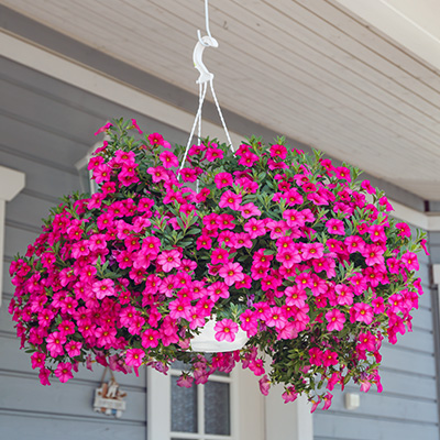 mini-petunia (Calibrachoa-cultivars-Calita<sup>®</sup>-Pink)