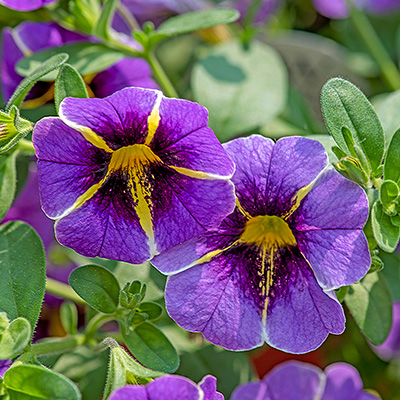 mini-petunia (Calibrachoa-cultivars-Calita®-Special-Blue-Star)