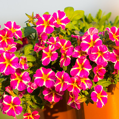 mini-petunia (Calibrachoa-cultivars-Calita<sup>®</sup>-Compact-Pink-Star)