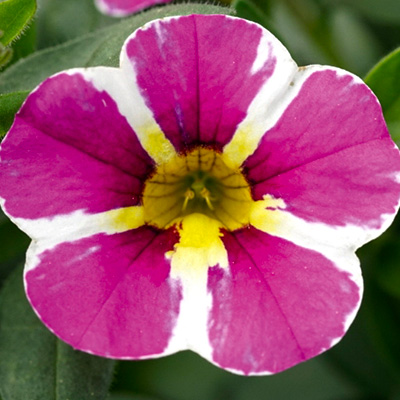 mini-petunia (Calibrachoa-cultivars-Calita®-Special-Cherry-Star)