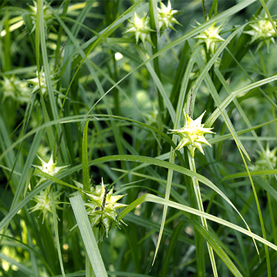 morgensterzegge (Carex-grayi-Saladin)