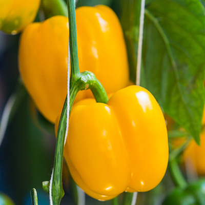 paprika-blokpaprika (Capsicum-annuum-Beluga<sup>®</sup>-Yellow-F1)