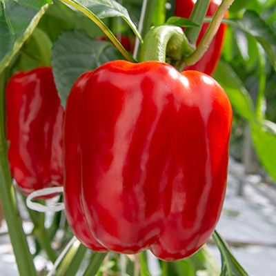 paprika-blokpaprika (Capsicum-annuum-Bontempi-F1)