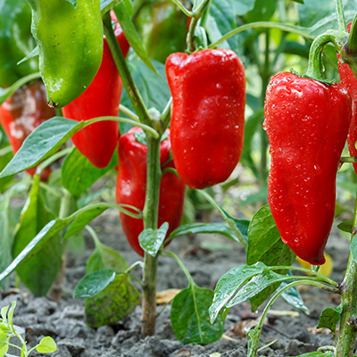 paprika-midi-snack (Capsicum-annuum-Ariella<sup>®</sup>-Midi-Red-F1)