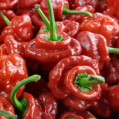 peper-caribische chili (Capsicum-chinense-Animo-Red)