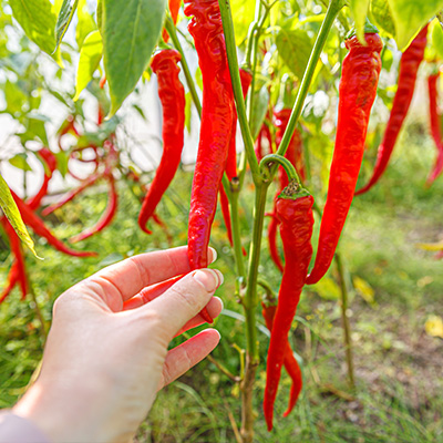 peper-cayenne-chili (Capsicum-annuum-Fireflame-F1)