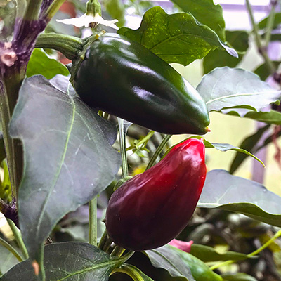 peper-chili jalapeno (Capsicum-annuum-Samira<sup>®</sup>-Shiny-F1)