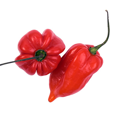 peper-habanero chili (Capsicum-chinense-Calita<sup>®</sup>-Red)