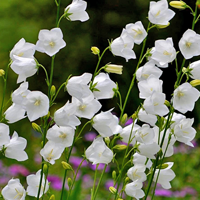 perzikbladklokje (Campanula persicifolia Takion F1 White)