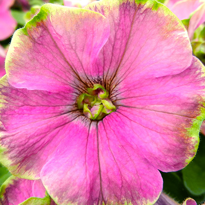 petunia (Petunia-x-atkinsiana-Pegasus-Special-Purple-Green-Edge)