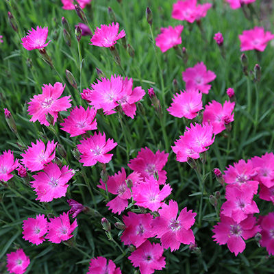 prachtanjer (Dianthus-superbus-Kahori<sup>®</sup>)