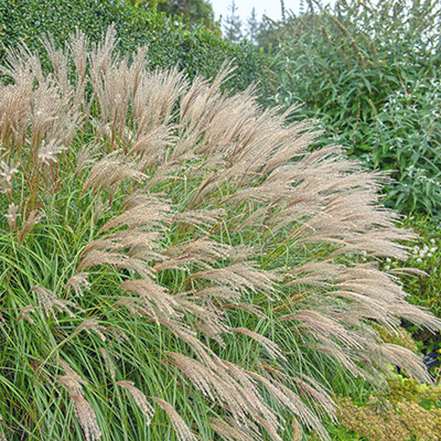 prachtriet (Miscanthus-sinensis-Adagio)