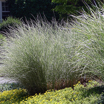 prachtriet (Miscanthus-sinensis-Morning-Light)