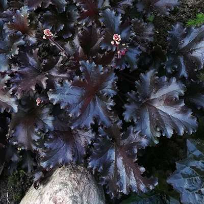 purperklokje (Heuchera-x-hybrida-Black-Beauty)