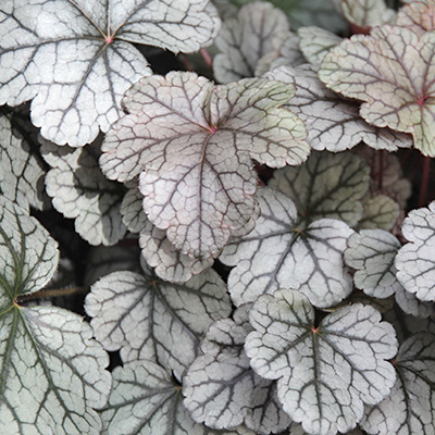 purperklokje (Heuchera-x-hybrida-Cinnabar-Silver)