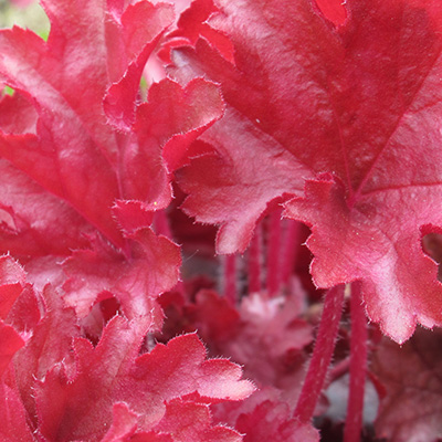 purperklokje (Heuchera-x-hybrida-Forever-Red)