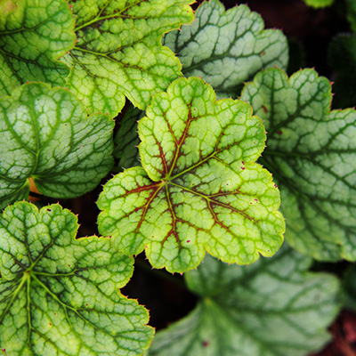 purperklokje (Heuchera-x-hybrida-Green-Spice)