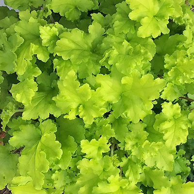 purperklokje (Heuchera-x-hybrida-Lime-Marmalade)