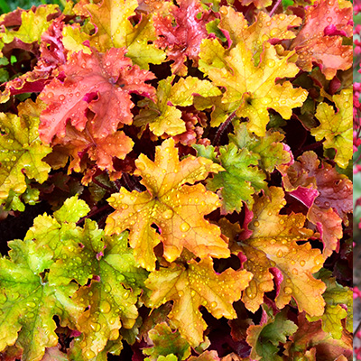 purperklokje (Heuchera-x-hybrida-Marmalade)