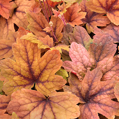 purperklokje-(Heucherella-x-hybrida-Sweet-Tea)