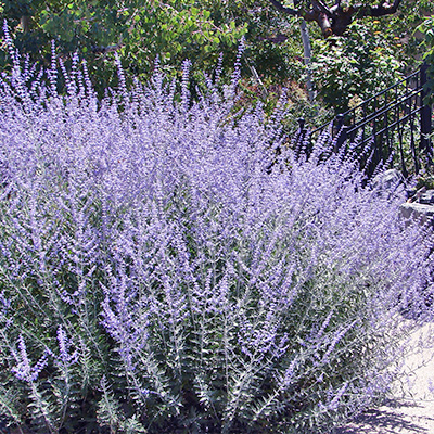 reuzenlavendel (Perovskia atriplicifolia Blue Steel)