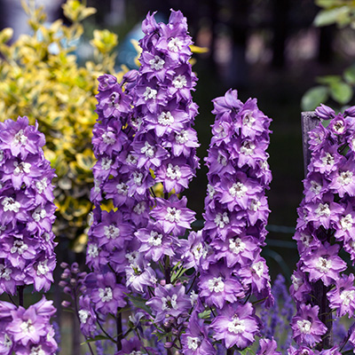 ridderspoor-(Delphinium-x-cultorum-Magic-Fountains-Lavender)