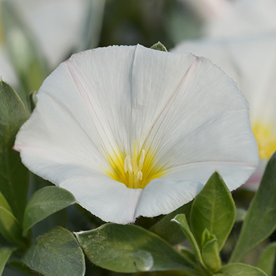 rotswinde (Convolvulus-sabatius-Manati<sup>®</sup>-White)