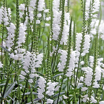 scharnierbloem-(Physostegia-virginiana-Crystal-Peak-White)