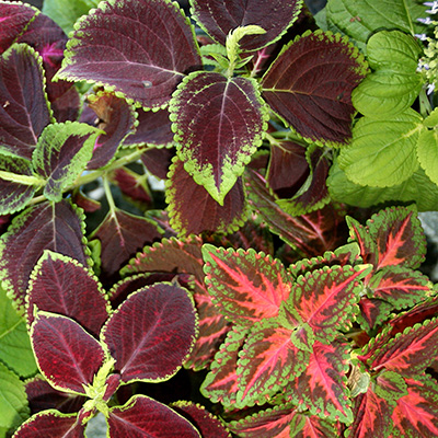 siernetel (Coleus-x-blumei)