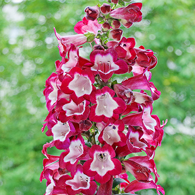 slangekop-(Penstemon-hartwegii-Pensham-Amelia-Jayne)