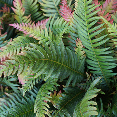 sluiervaren-(Dryopteris-erythrosora-Autumn)