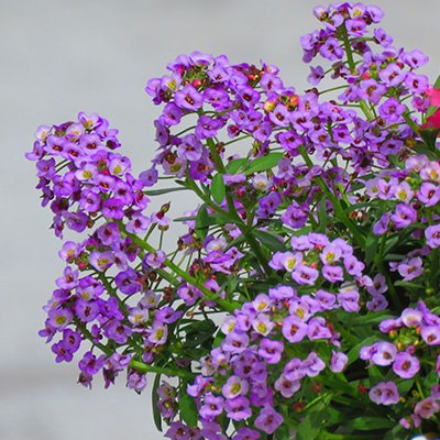 sneeuwkleed (Lobularia-maritima-Lucia-Purple)