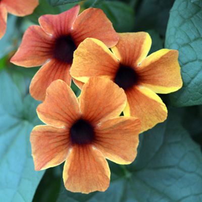 suzanne-met-de-mooie-ogen (Thunbergia-alata-Sunny-Susy-Amber-Stripes)