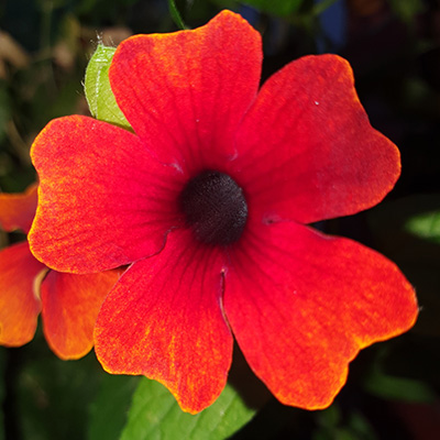 suzanne-met-de-mooie-ogen (Thunbergia-alata-Sunny-Susy-Brownie)