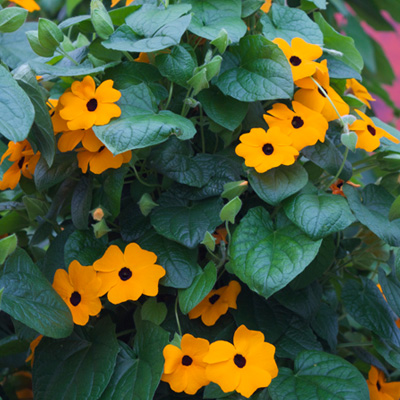 suzanne-met-de-mooie-ogen (Thunbergia-alata-Sunny-Susy-New-Orange)