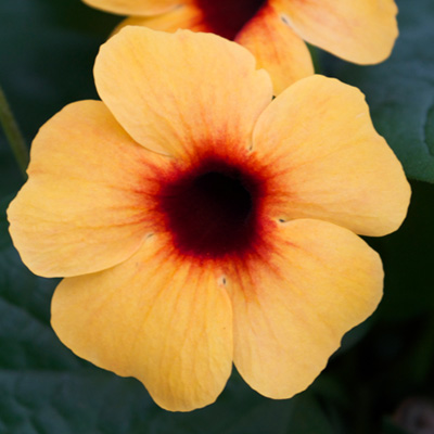 suzanne-met-de-mooie-ogen (Thunbergia-alata-Sunny-Susy-Terracotta)