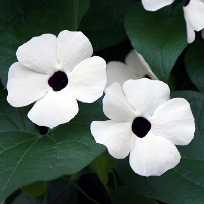 suzanne-met-de-mooie-ogen (Thunbergia-alata-Sunny-Susy-White-Halo)