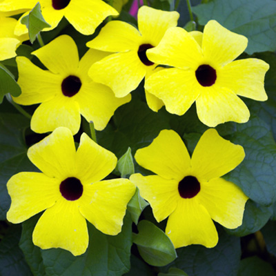 suzanne-met-de-mooie-ogen (Thunbergia-alata-Sunny-Susy-Yellow-Dark-Eye)