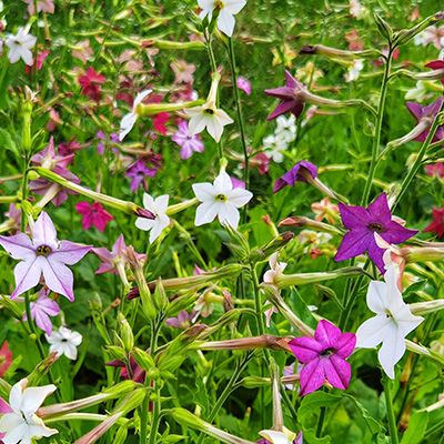 tabaksbloem (Nicotiana-alata-Saratoga-F1-Mix)