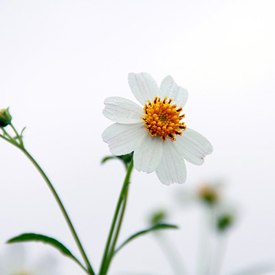 tandzaad (Bidens-ferulifolia-Bellamy-White)