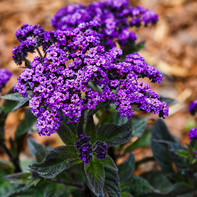 vanilleplant (Heliotropium-arborescens-Compact-Blue)