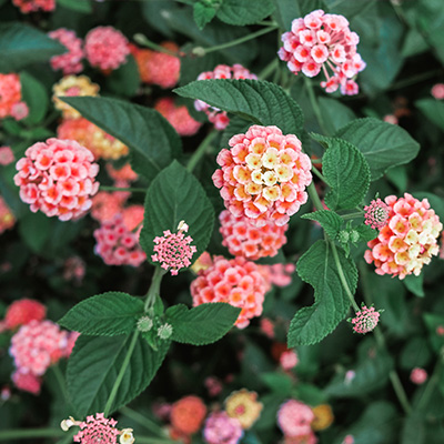 verkleurbloem (Lantana-camara-Evita®-Pink)