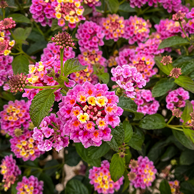 verkleurbloem (Lantana-camara-Evita<sup>®</sup>-Rose)