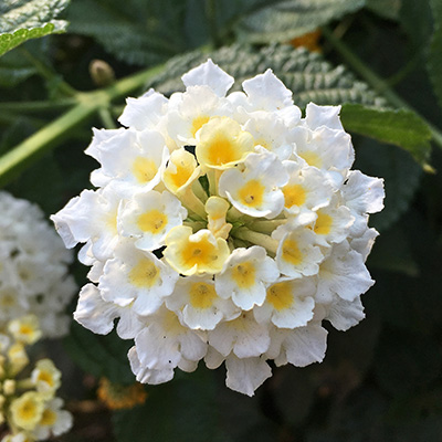 verkleurbloem (Lantana-camara-Evita<sup>®</sup>-White)