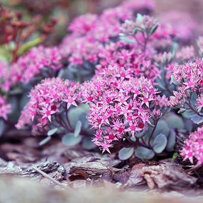 vetkruid (Sedum cauticola Robustum)