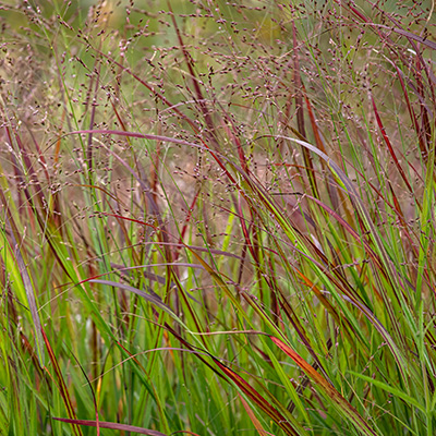 vingergras (Panicum-virgatum-Hanse-Herms)